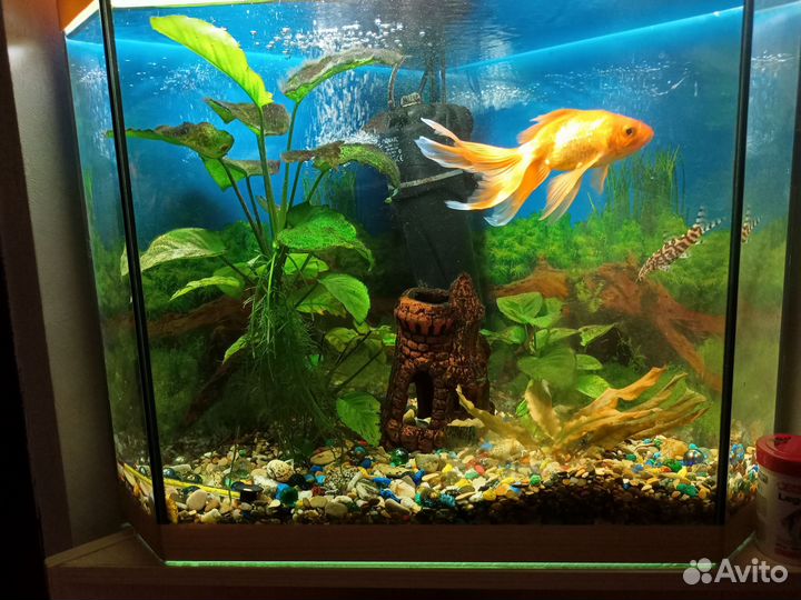 Аквариум