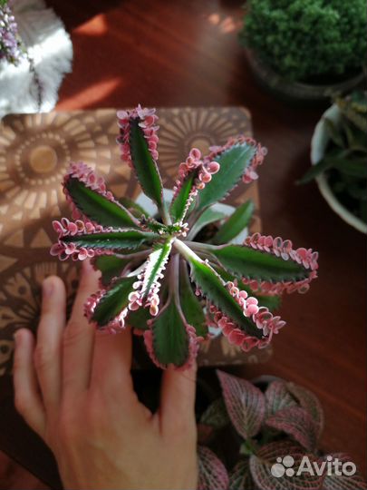 Седум, каланхоэ Розовые бабочки и хавортия