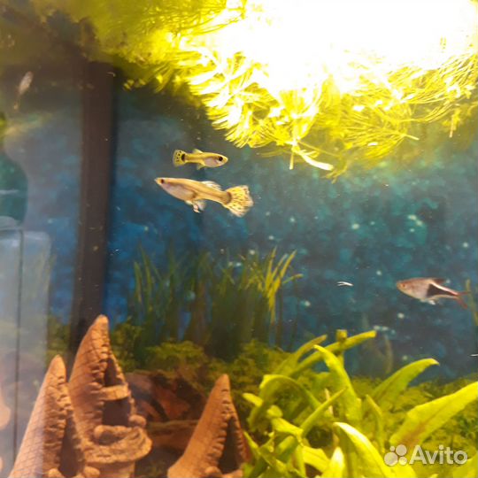 Гуппи красивые здоровые молодые + улитка Хелена