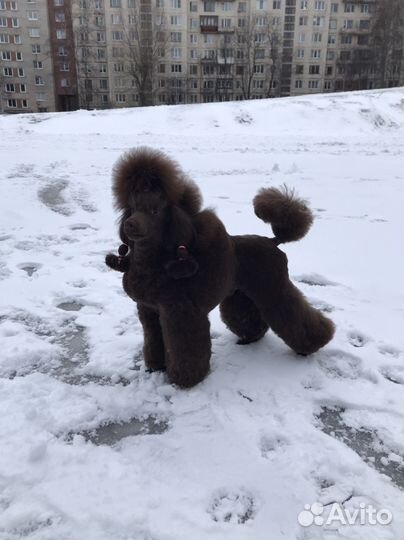Вязка Пудель миниатюрный коричневого окраса