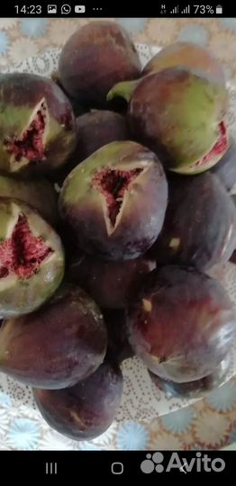 Саженцы инжира