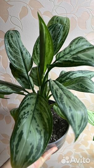 Комнатные цветы