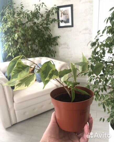 Фикус в горшке