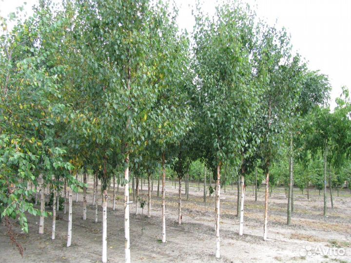 Саженцы Берёза бородавчатая крупномеры опт