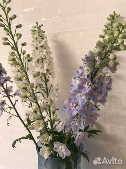 Дельфиниум новозеландский