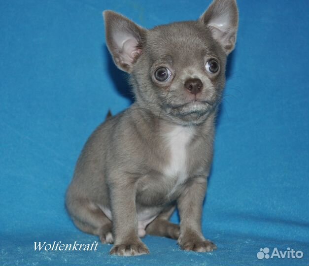 Красотун лиловый