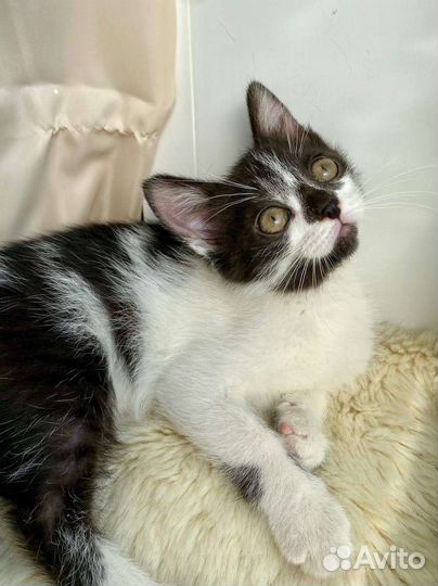 Котенок в добрые руки