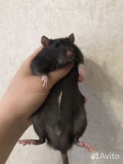 Крыса Шикарная пятнистость Крысята 2 месяца
