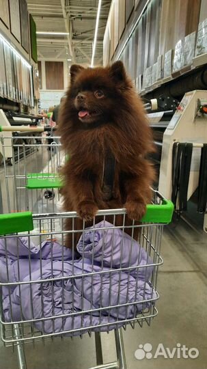 Шпиц кобель вязка