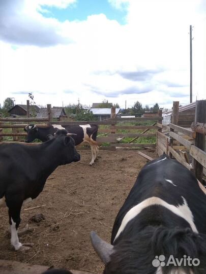 Корова дойная