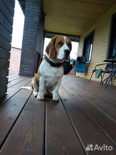 Вязка собак