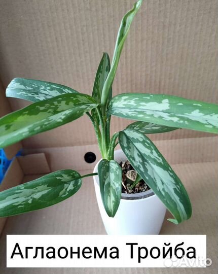 Аглаонемы и папоротники