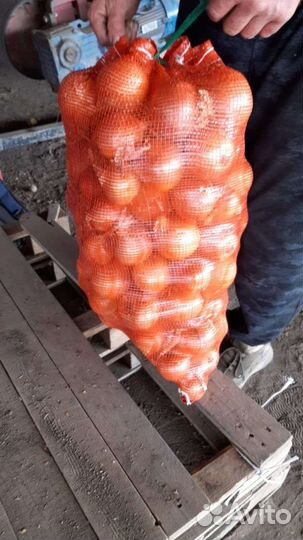 Продаётся лук оптом