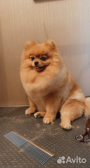 Стрижка собак и кошек Грумер в Люберцах