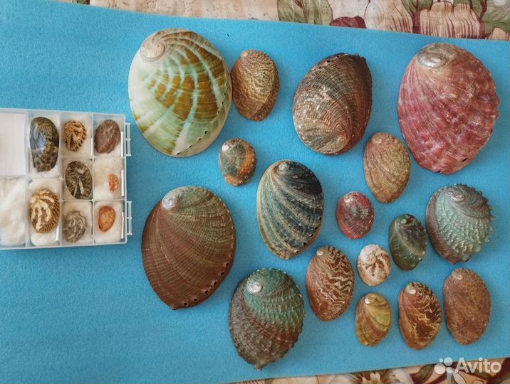 Коллекция ракушек Галиотисов (25 штук)