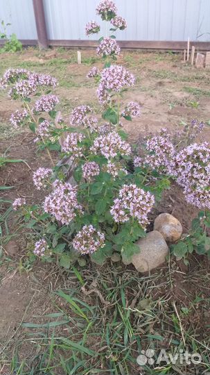 Орегано (душица)