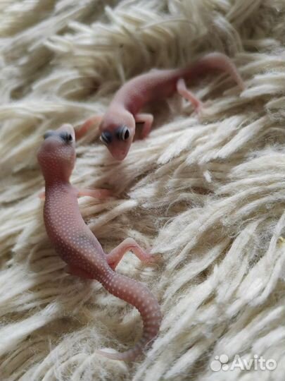 Геккон эублефар