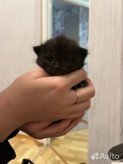 Котенок шотландец