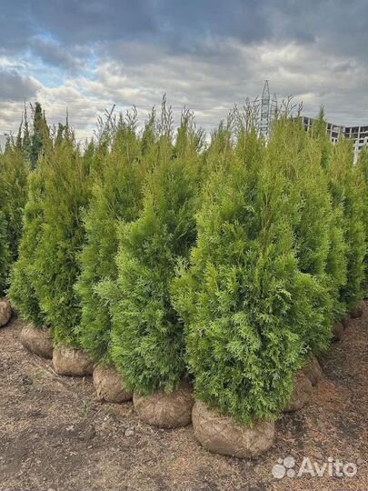 Туя Смарагд
