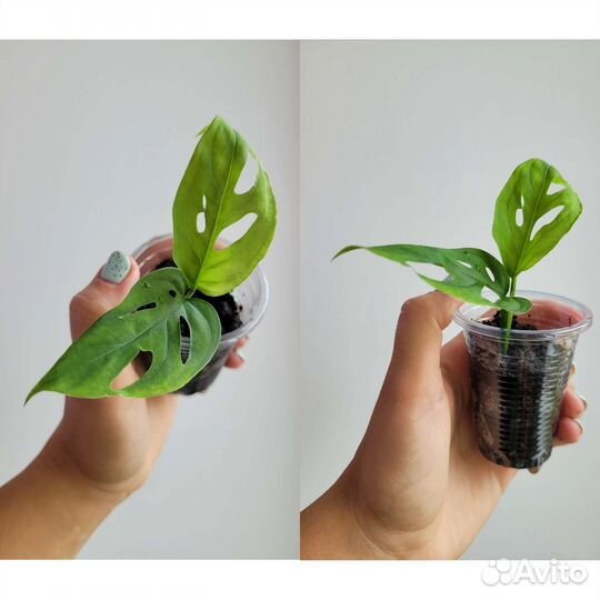 Монстера манки маск