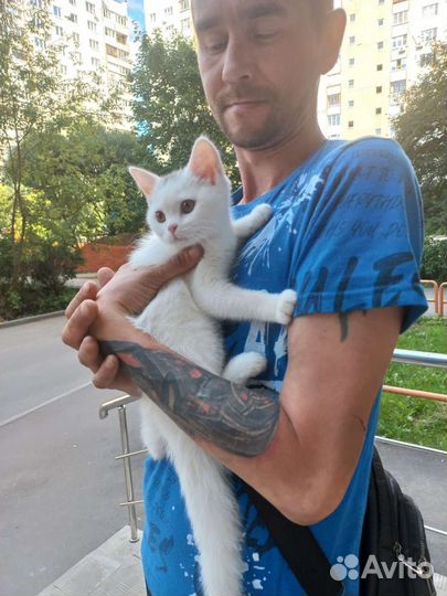 Кошка в добрые руки