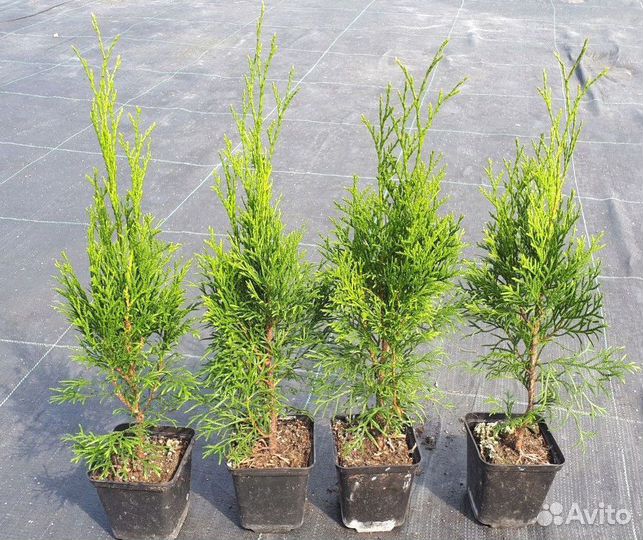 Туя Смарагд горшок Р9