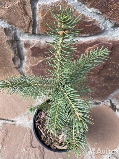 Ель голубая