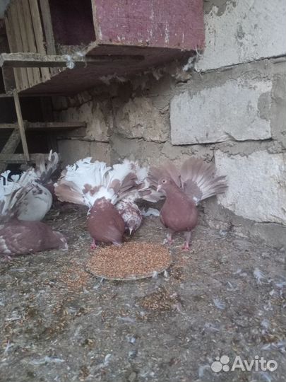 Продам голубей павлинов