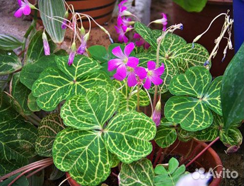 Комнатные растения. Обновление списка