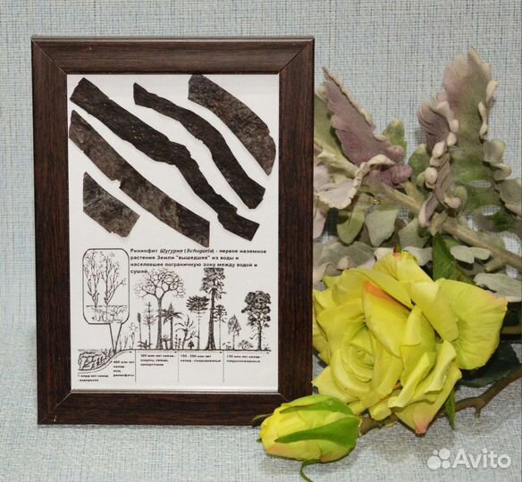 Риниофиты (первые растения) и окаменелые водоросли