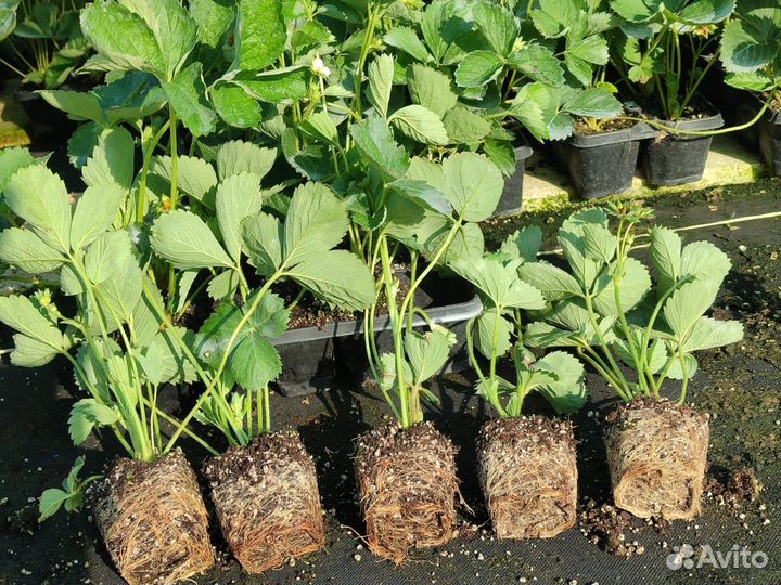 Рассада клубники