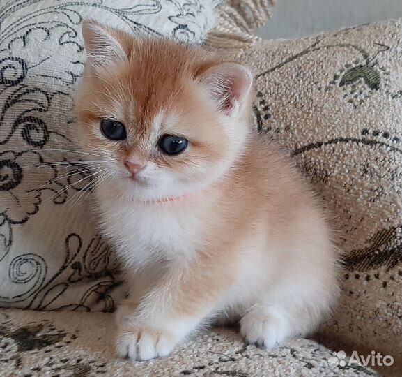 Британские золотые котята ny 12