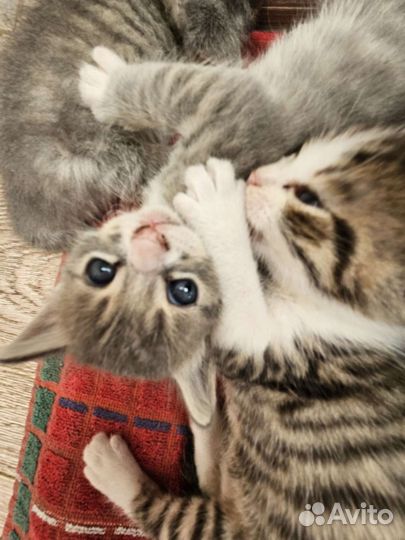 Котята 1 месяц