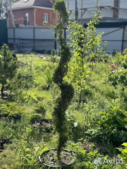 Туя смарагд спираль