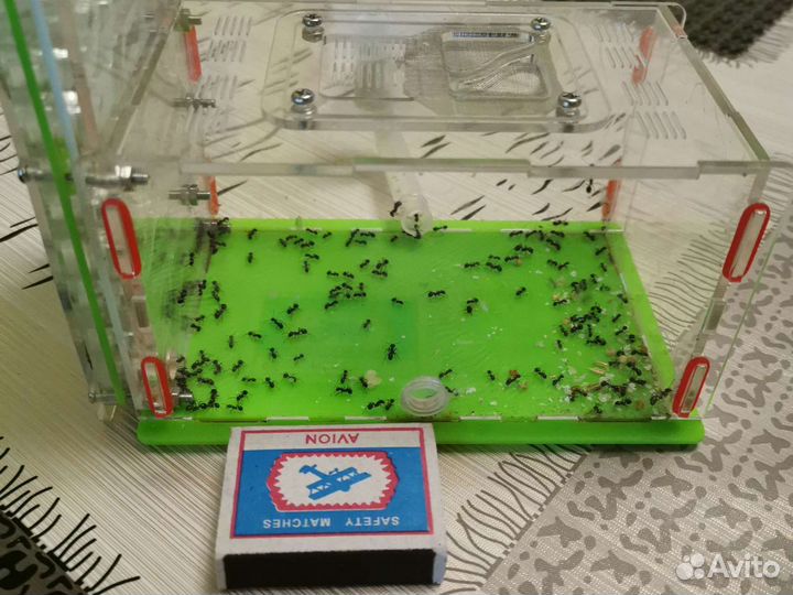 Муравьиная ферма (Messor Structor, матка+расплод)