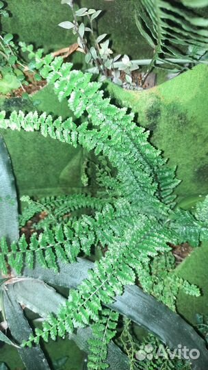 Папоротники флебодиум и нефролепис