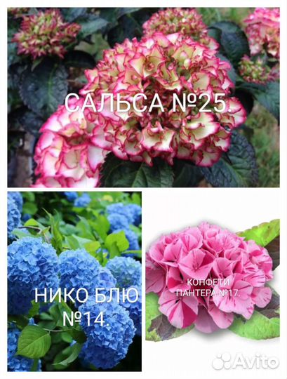 Гортензия саженцы