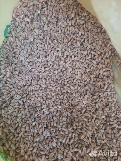 Продам пшеницу с проростом