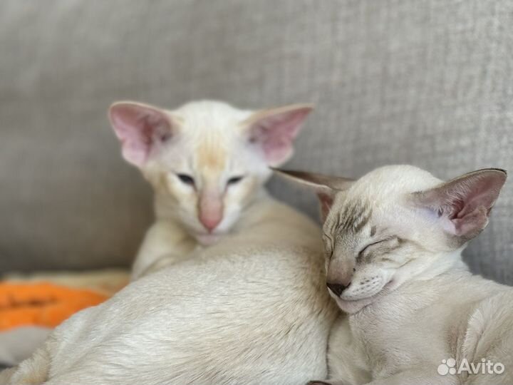 Ориентальные котята мальчики