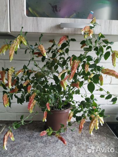 Белопероне