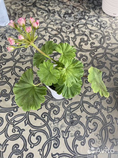 Розебудная пеларгония (герань)