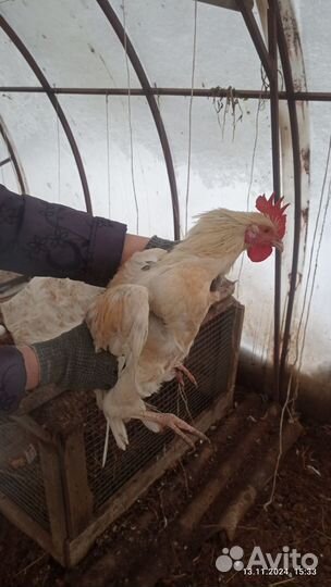 Молодые петухи