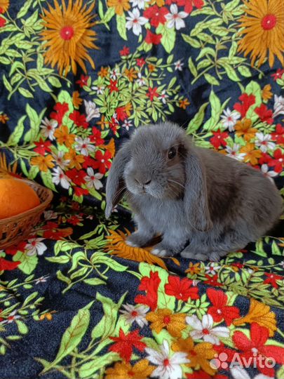 Карликовые крольчата барашки