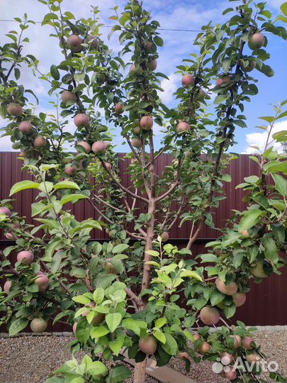 Фрукты и овощи