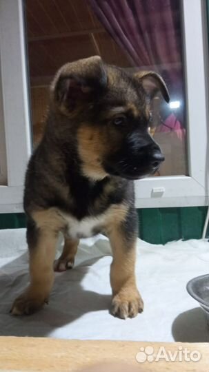 Щенок в добрые руки