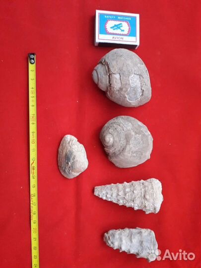 Окаменелость. Окаменелые раковины