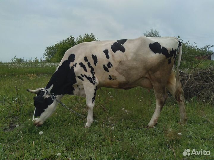 Корова стельная дойная, тёлка, бычок
