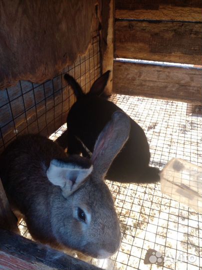 Калифорнийские кролики