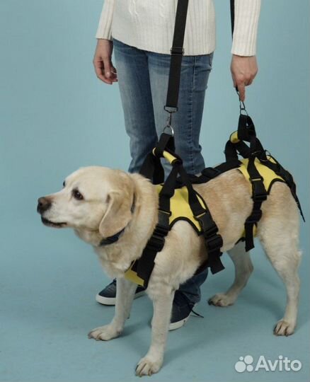 Полная поддержка для собак