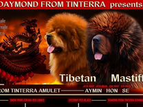 Тибетский мастиф щенки РКФ лучшие сторожевые